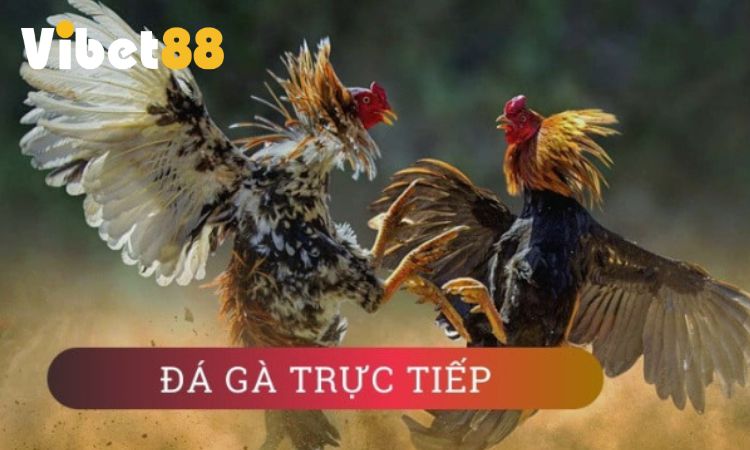 Giới thiệu sơ lược về đá gà VIBET88